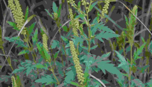 Ambrosia_psilostachya_kz1 (1)